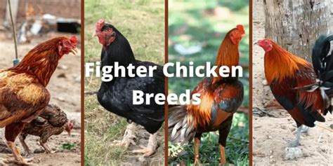 9 Best Fighting Chicken Breeds (With Pictures).